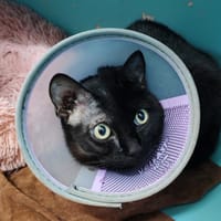 PERLE, chatte à adopter
