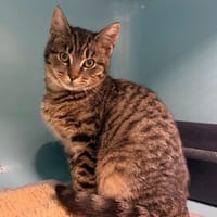 William, chat à adopter