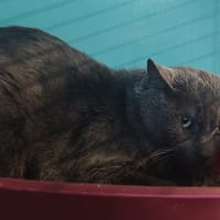 ROBERT, chat à adopter