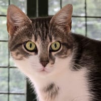 TAJMA, chat à adopter