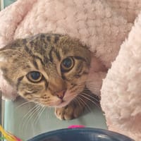 ASLAN, chatte à adopter