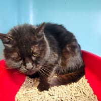 MUTTY QCT, chatte à adopter