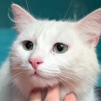 Snowflake, chatte à adopter