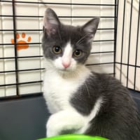 Finley [Chaton], chat à adopter