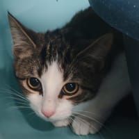 TESLA, chatte à adopter