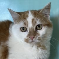 MASSALA, chatte à adopter