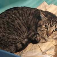 LOAK, chat à adopter