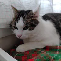 FIFI, chatte à adopter