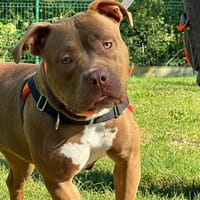 MOXA, chienne à adopter