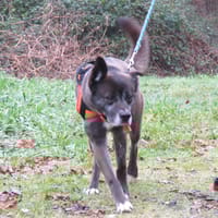 Pock, chien à adopter