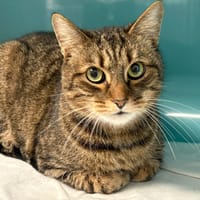 MERLIN, chat à adopter