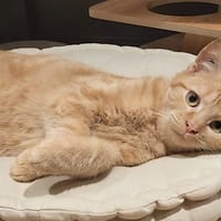 TIMY réservé, chat à adopter