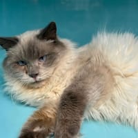 Moustique, chat à adopter