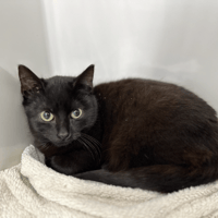 APACHE, chat à adopter