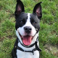 COBALT, chien à adopter