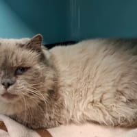 Dixie/Raptor, chat à adopter