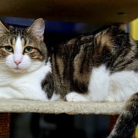 Nougat, chat à adopter