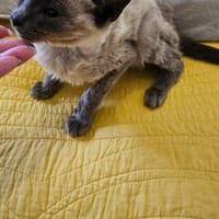 BLESSED, chat à adopter