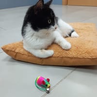 BAQUE, chat à adopter