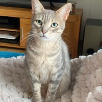 SMOOKY, chat à adopter