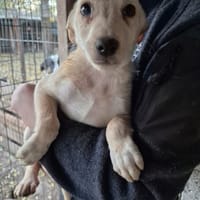 Greco, chien à adopter