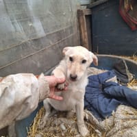 Pluto, chien à adopter