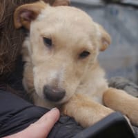 Warrior, chien à adopter