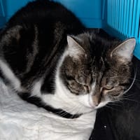 Zebulon chat adulte tgré, chat à adopter