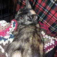 Kitty jeune chatte écaille de tortue, chatte à adopter