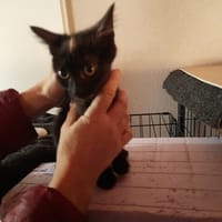 Eclaire chatonne écaille de tortue, chatte à adopter