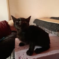 NOCTA chatonne noir, chatte à adopter