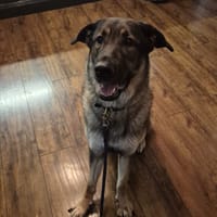 Cleo, female dog to adopt