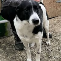 Sarah, female dog to adopt