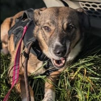 Eileen, female dog to adopt