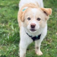 Stark, dog to adopt