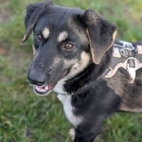Evee, female dog to adopt