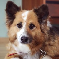 Żanka, suczka do adopcji