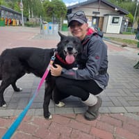 Porto, pies do adopcji