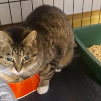 Gosia, kotka do adopcji