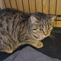 Poemat, kot do adopcji