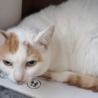 Patch, kot do adopcji