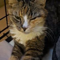 Kropka, kotka do adopcji