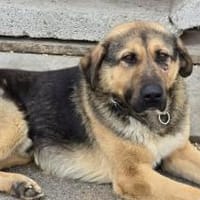 Schöner Bojan sucht dich!, Hund zur Adoption