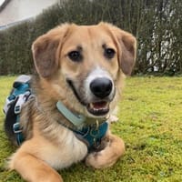 🐶✨ Sanfter Junghund Vino ✨🐶, Hund zur Adoption