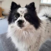 Zoe - ist kommunikativ, Hündin zur Adoption