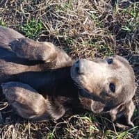 Activia sucht Liebe u.Geborgenheit, Hündin zur Adoption