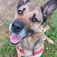 Lisa ein absoluter Traum Hund, Hündin zur Adoption