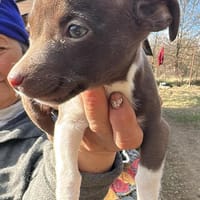 Olanda, klein, süß, sucht Körbchen, Hündin zur Adoption