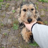 Foxy sucht seine Lieblingsmenschen🐕, Hund zur Adoption