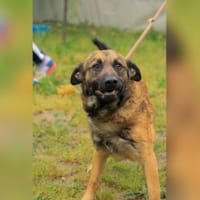 Jony LM  aktiver Junghund, Hund zur Adoption